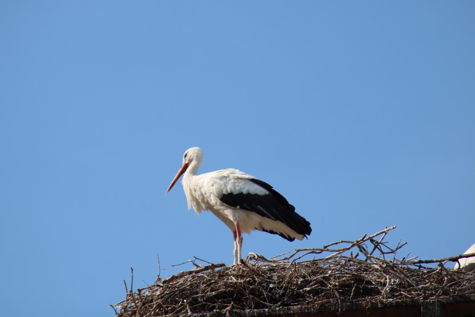 Storchennest