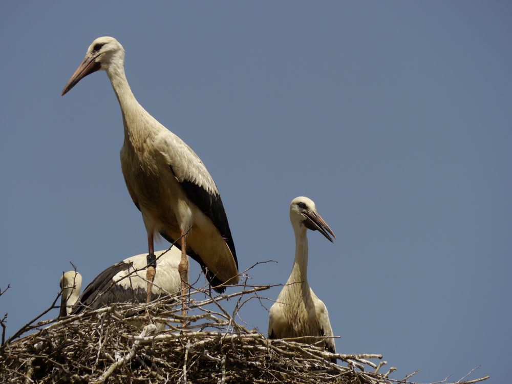 Storchennest