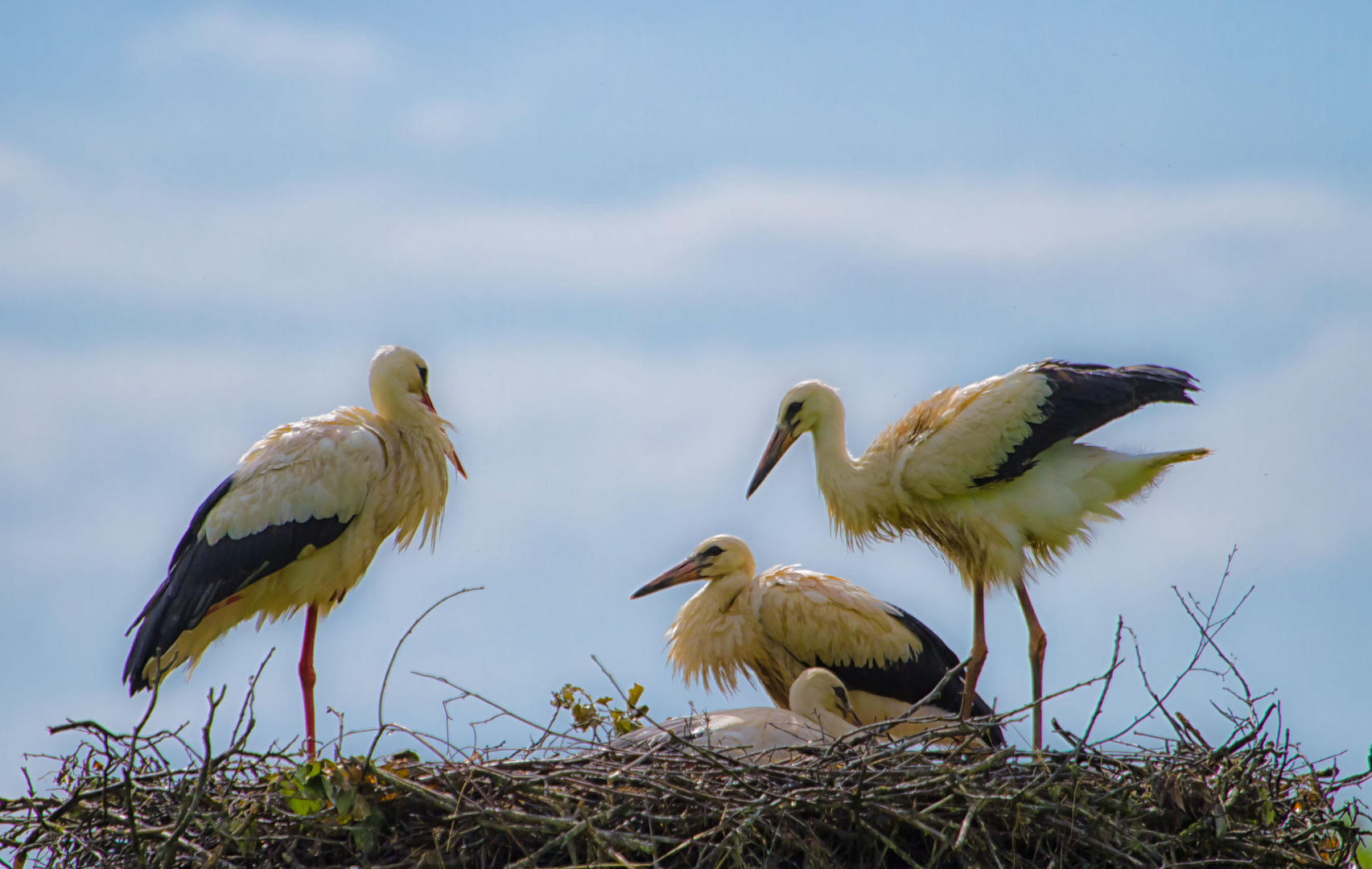 Storchennest