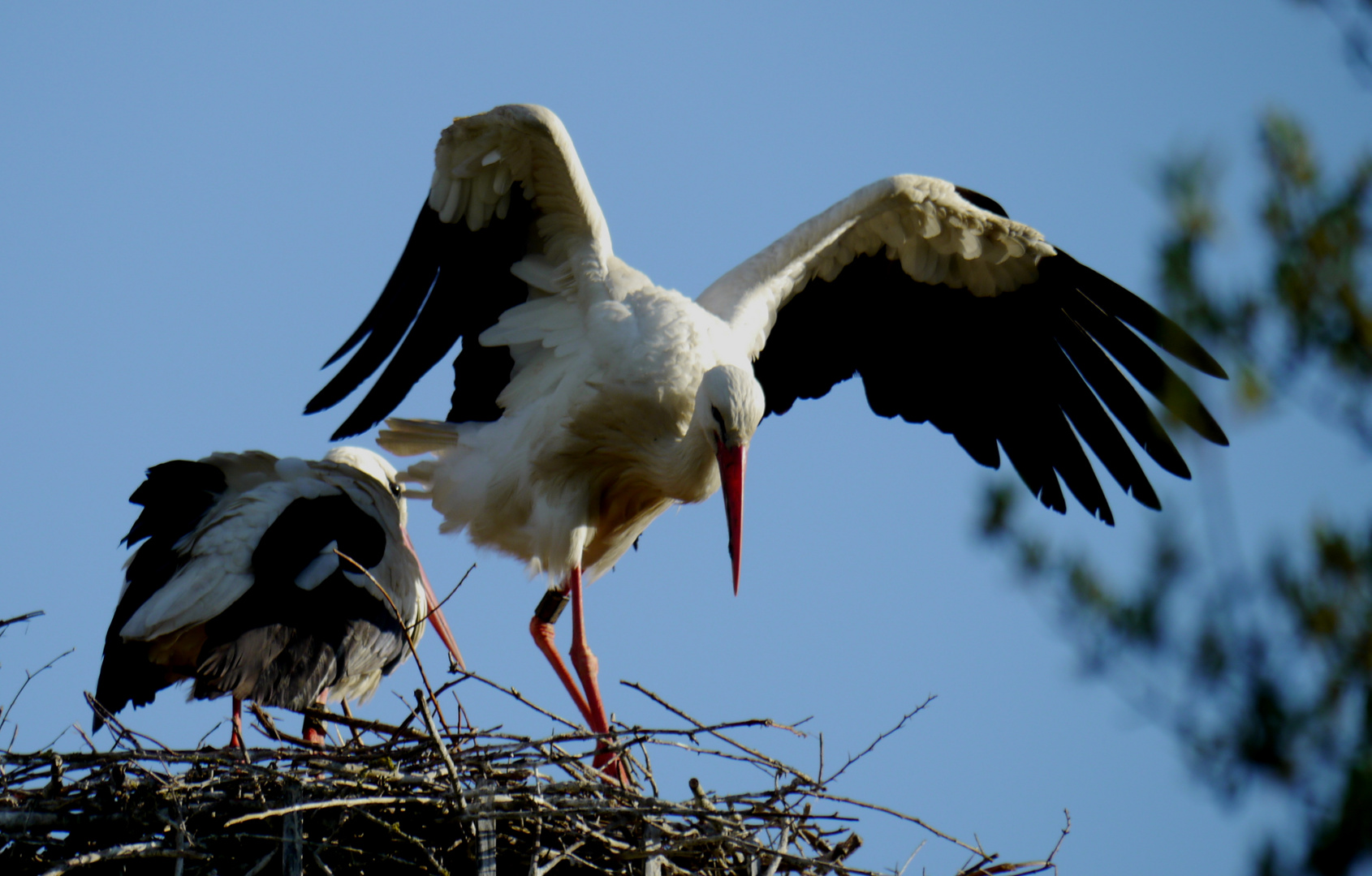 Storchennest