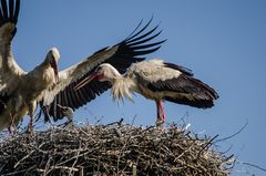 Storchennest