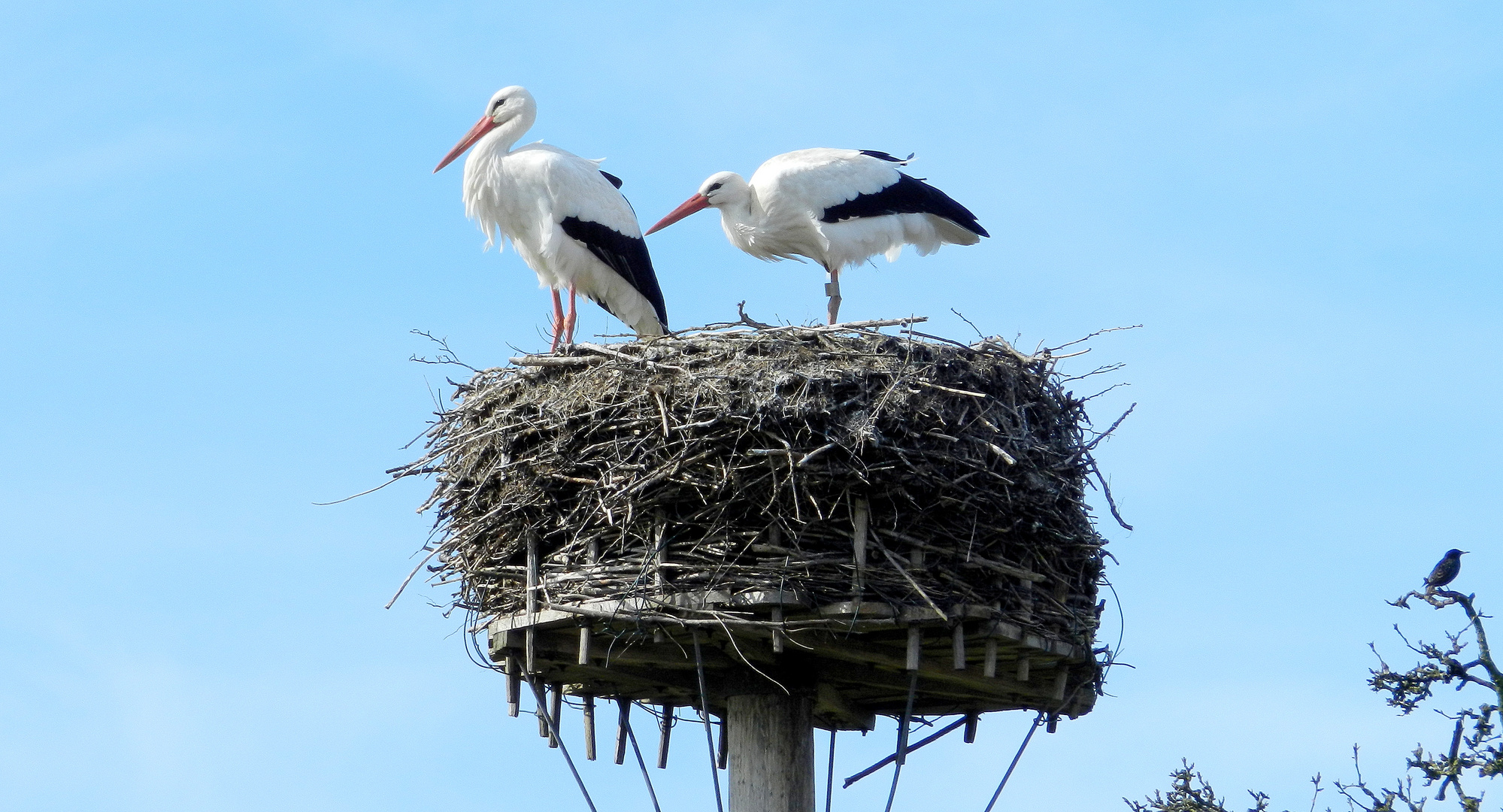 Storchennest