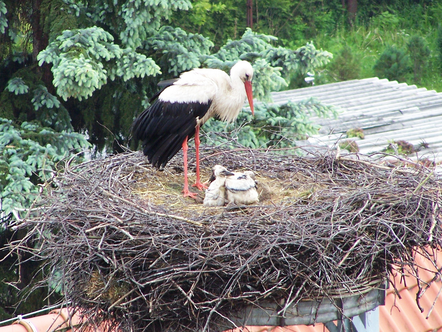 Storchennest