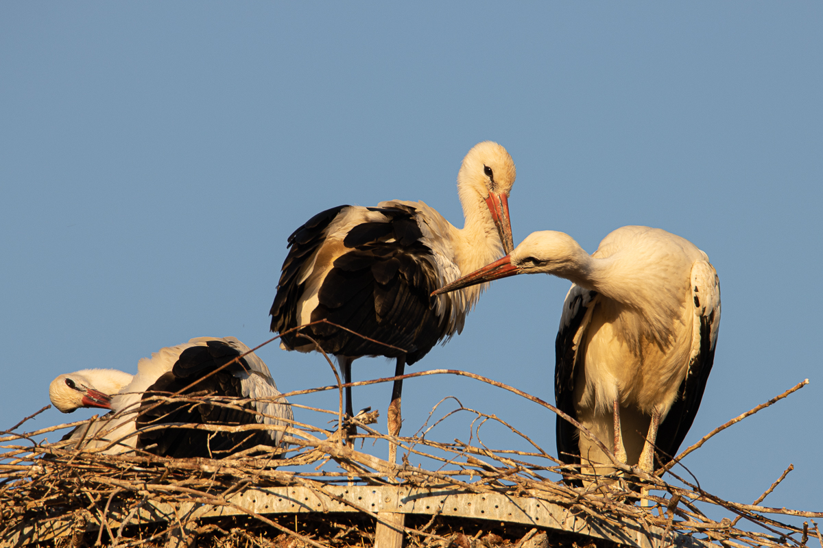 Storchennest