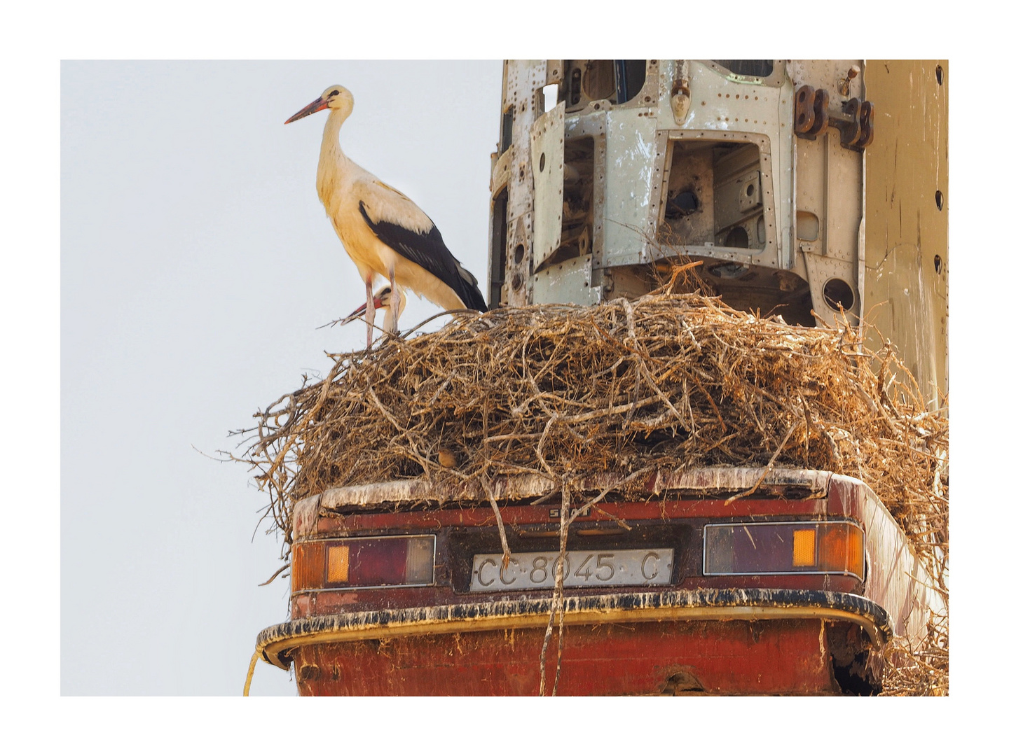 Storchennest