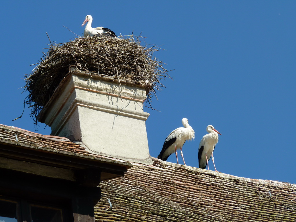 Storchennest