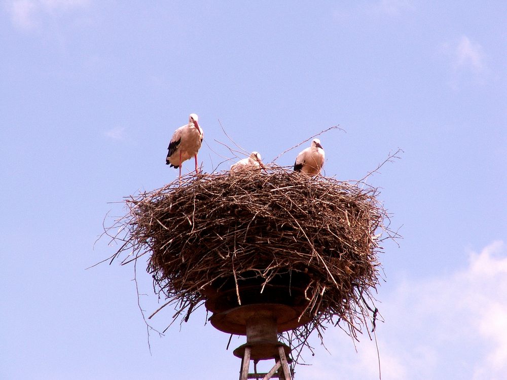 Storchennest