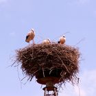 Storchennest