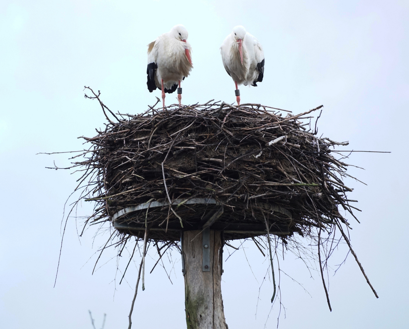 Storchennest