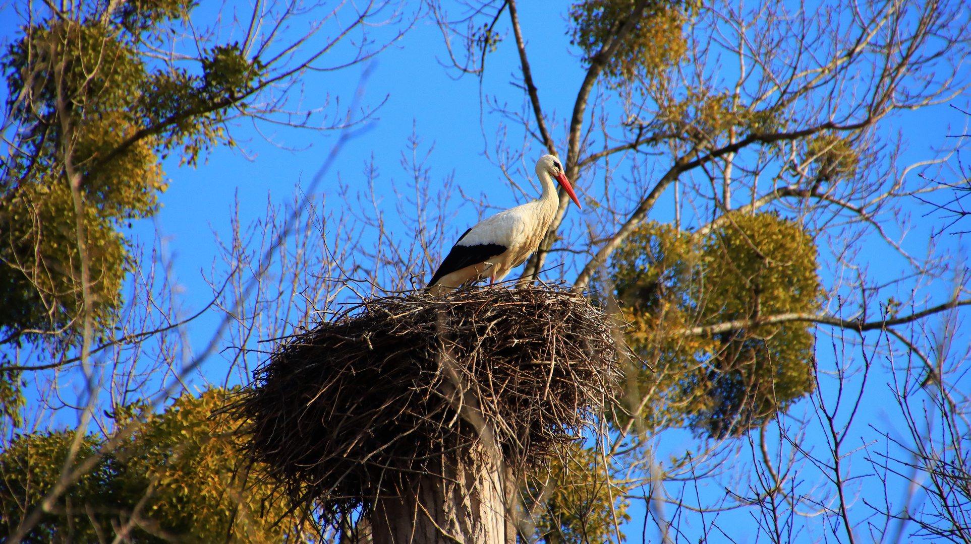 Storchennest