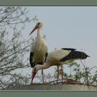 Storchennest am Abend