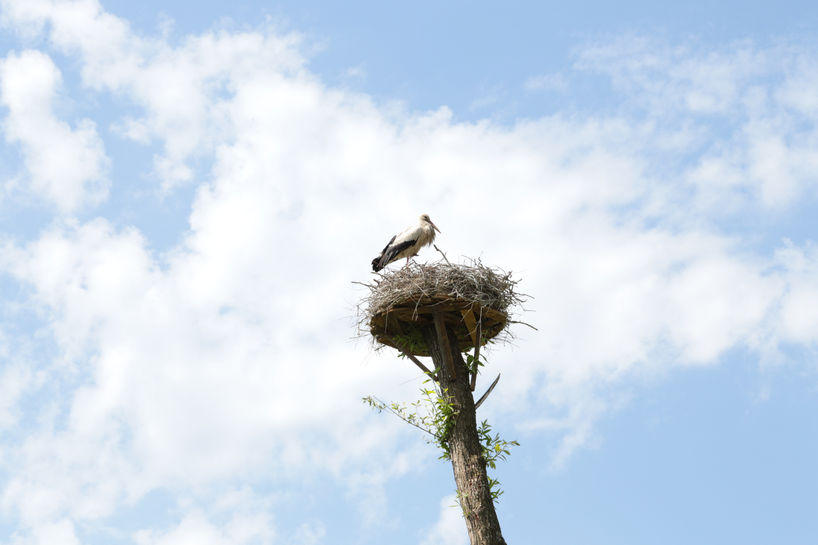 Storchennest am Bodensee