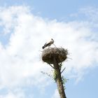 Storchennest am Bodensee