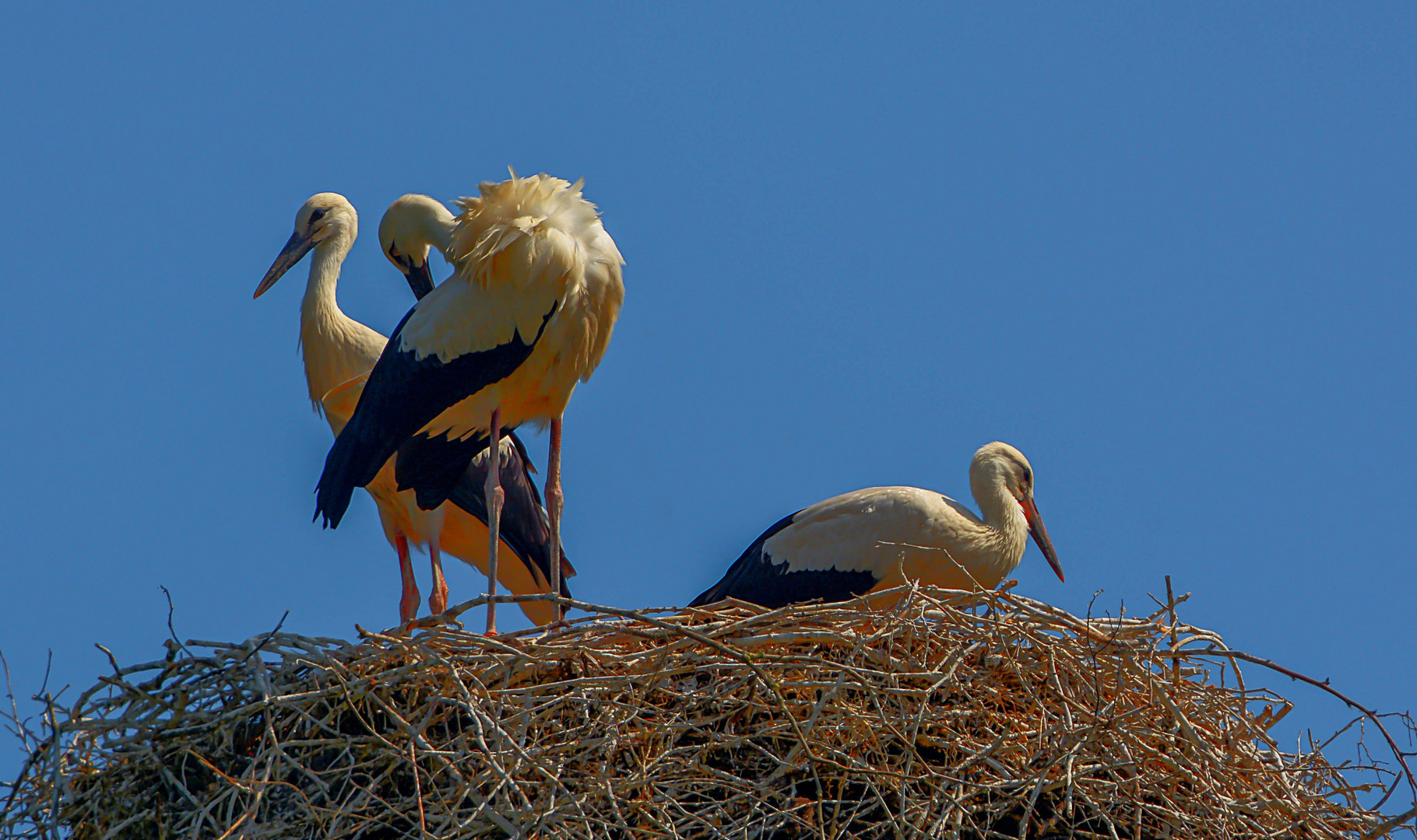 Storchennest Arcen