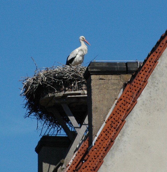 Storchennest auf dem 