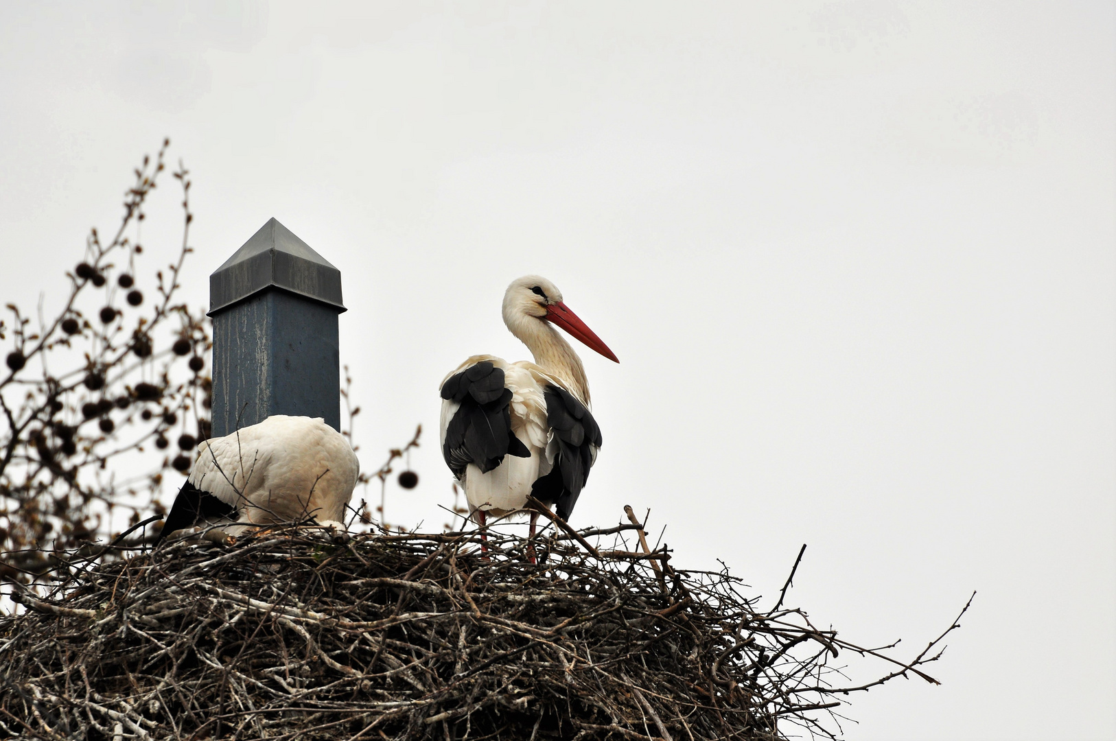 Storchennest  auf dem Dach