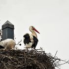 Storchennest  auf dem Dach