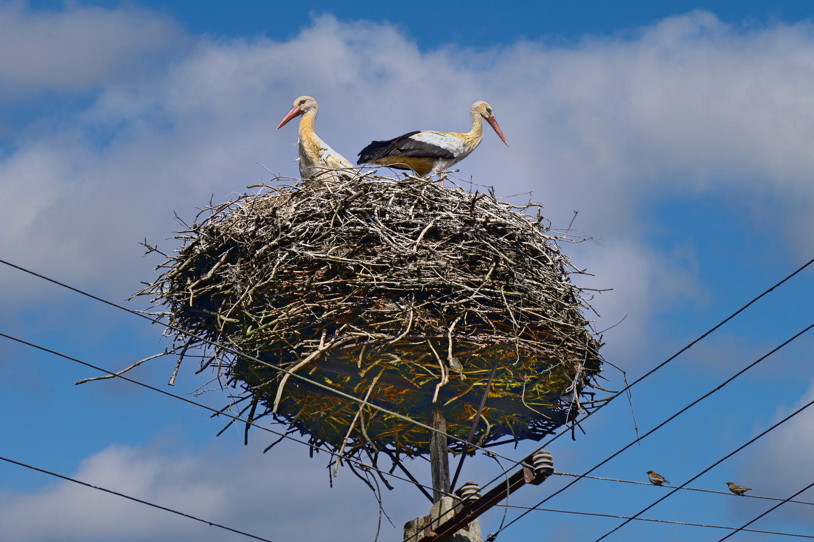 Storchennest auf Strommast