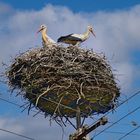 Storchennest auf Strommast