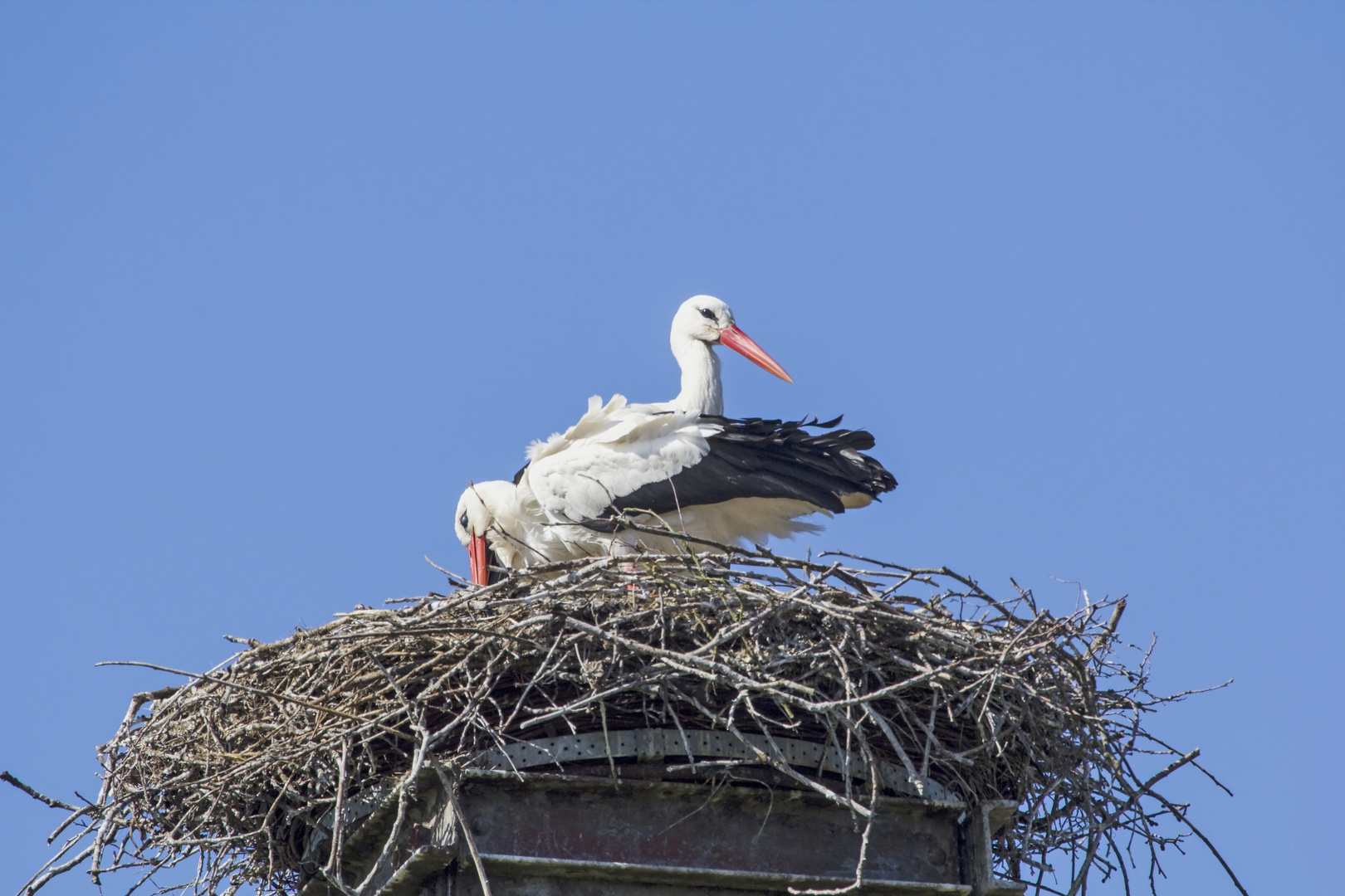 Storchennest 