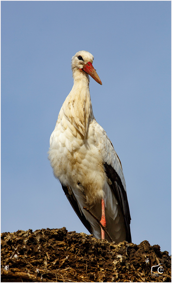 Storchennest