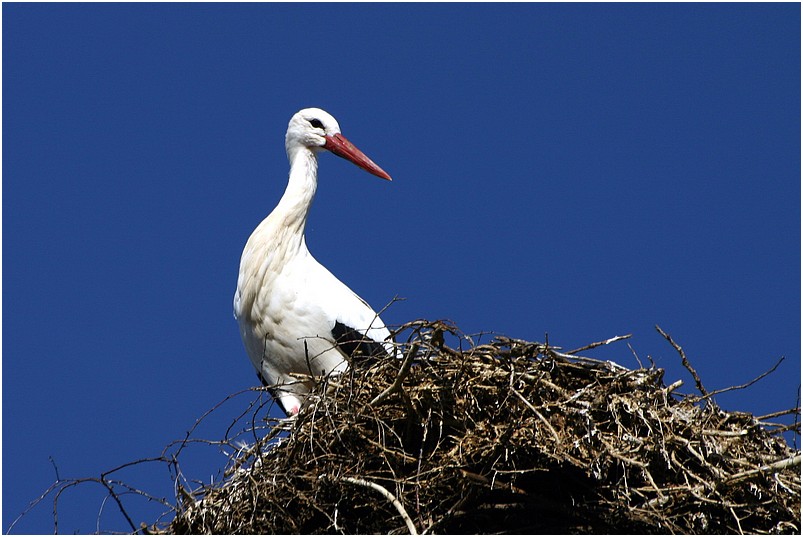 Storchennest voller Farbenfreude: Entdecke die Welt der kostenlosen Ausmalbilder!