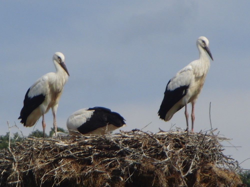 Storchennest bei Belogradtschick in Bulgarien