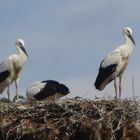 Storchennest bei Belogradtschick in Bulgarien