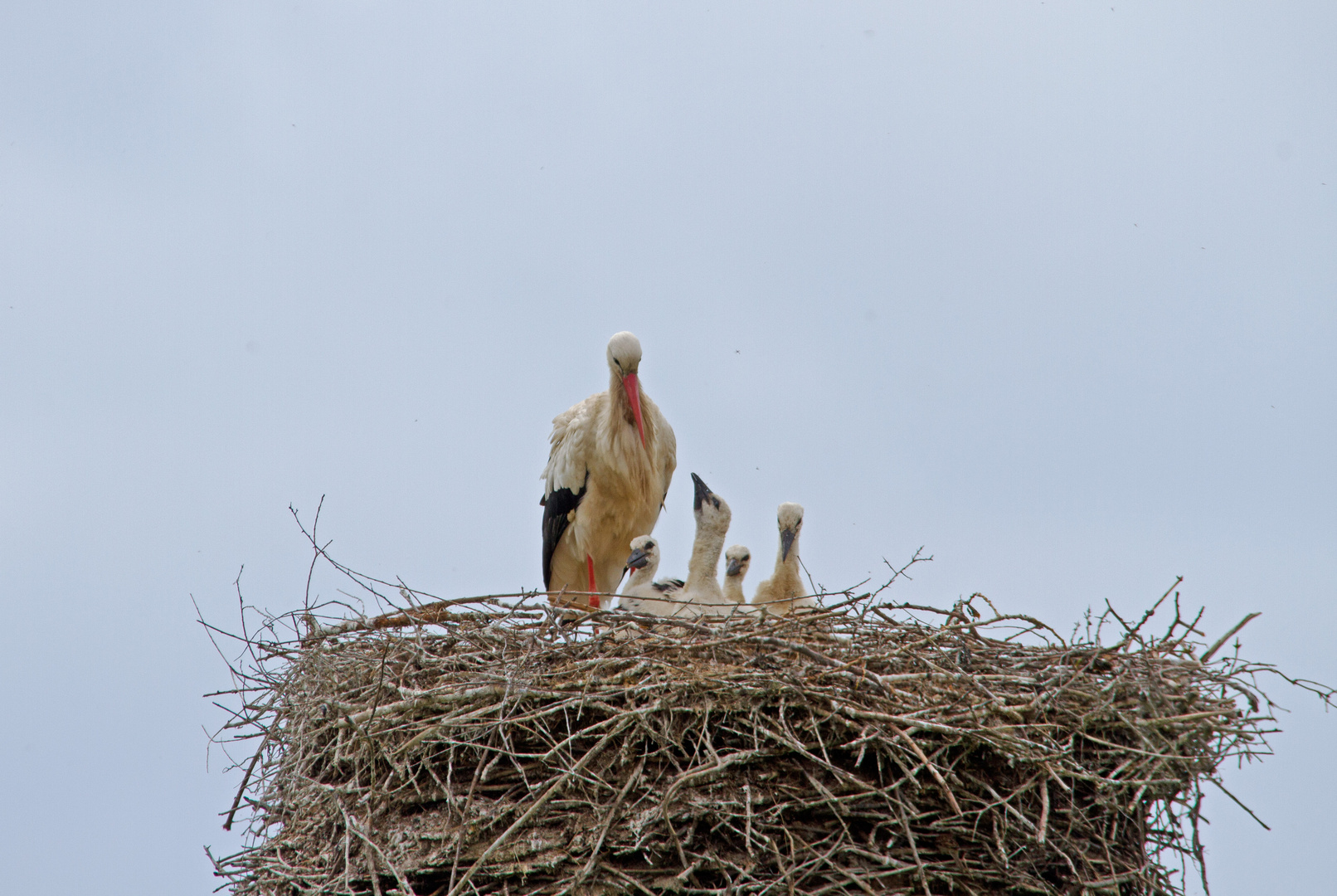 Storchennest bei Grasdorf am Leineradweg