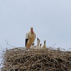 Storchennest bei Grasdorf am Leineradweg