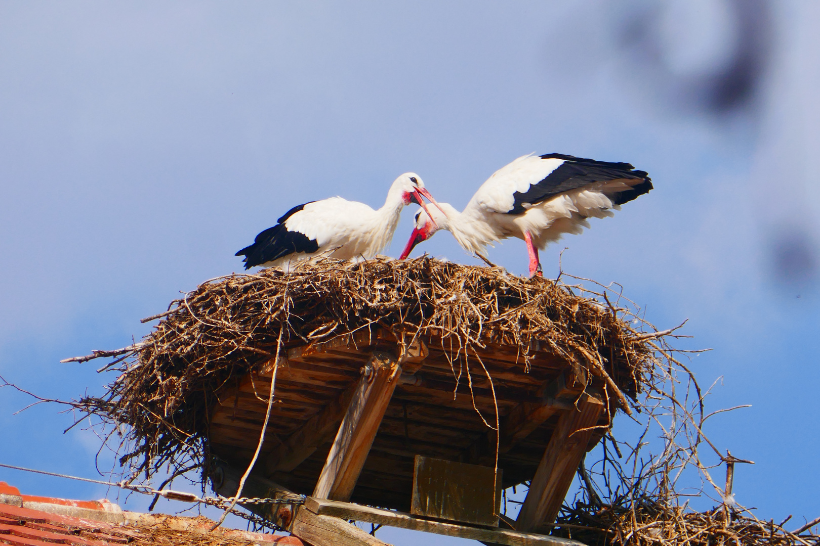 Storchennest bei Salem