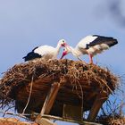 Storchennest bei Salem