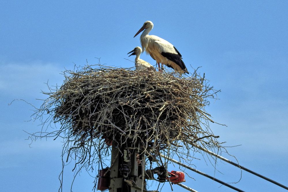 Storchennest Foto & Bild | tiere, wildlife, wild lebende vögel Bilder ...