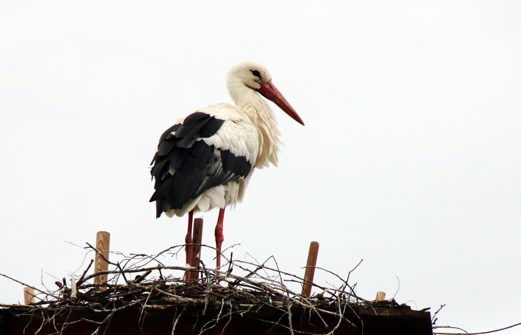 Storchennest