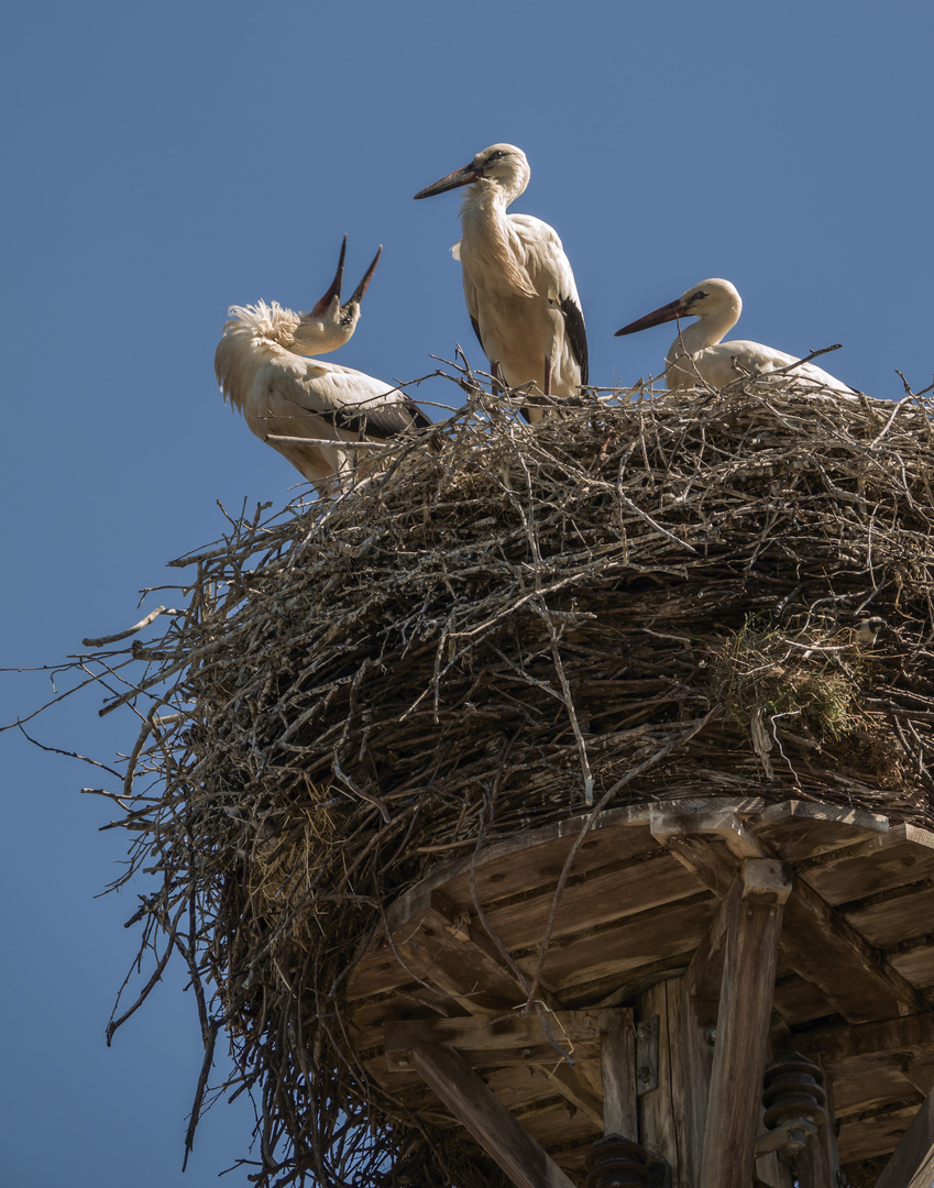 Storchennest