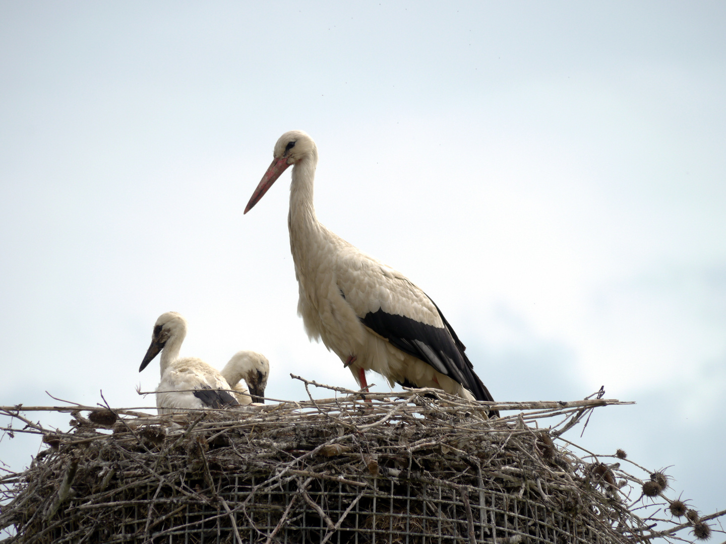 Storchennest