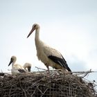 Storchennest