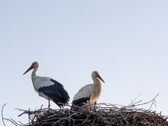 Storchennest