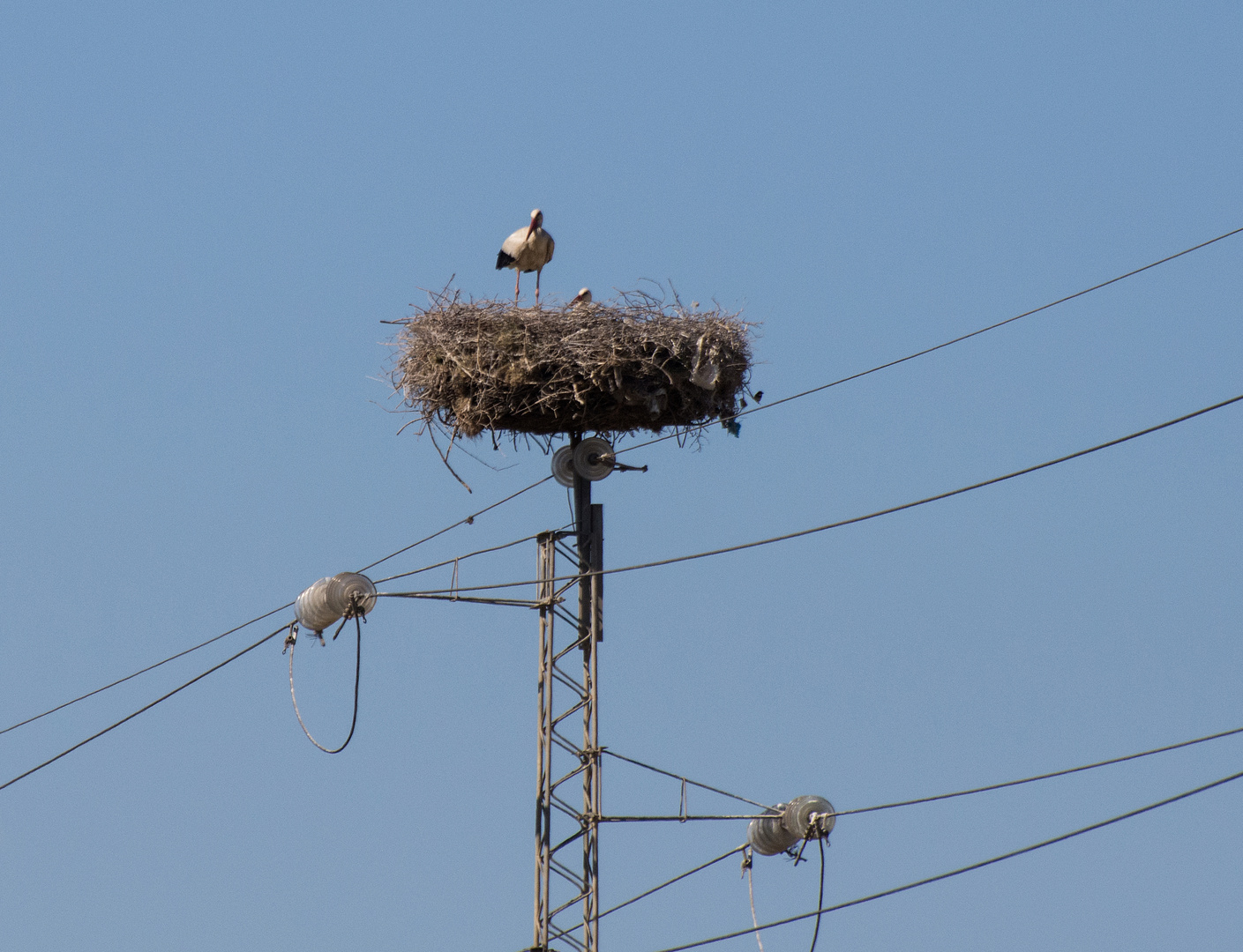 Storchennest der besonderen Art