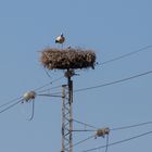 Storchennest der besonderen Art