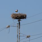 Storchennest der besonderen Art