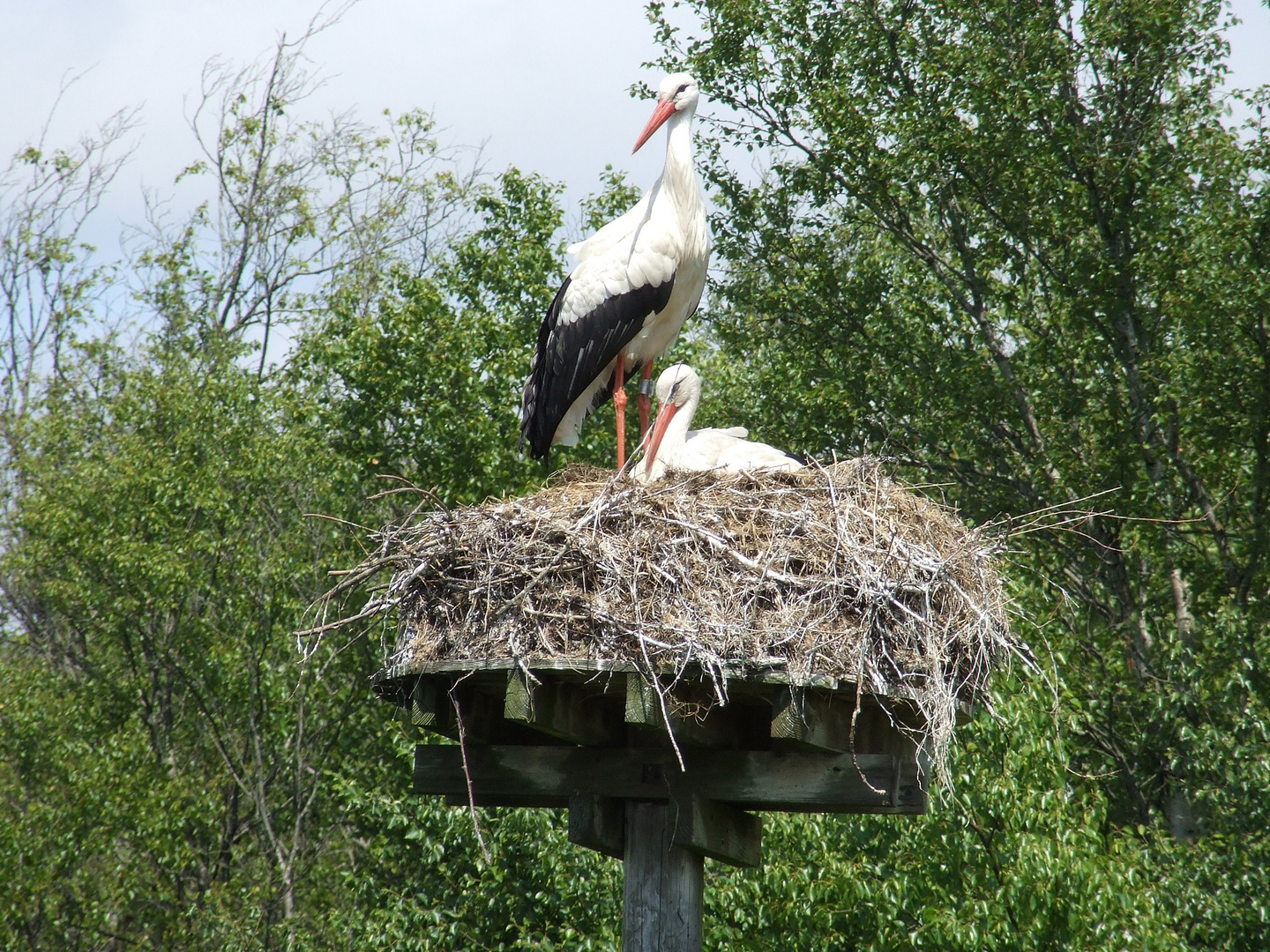 Storchennest