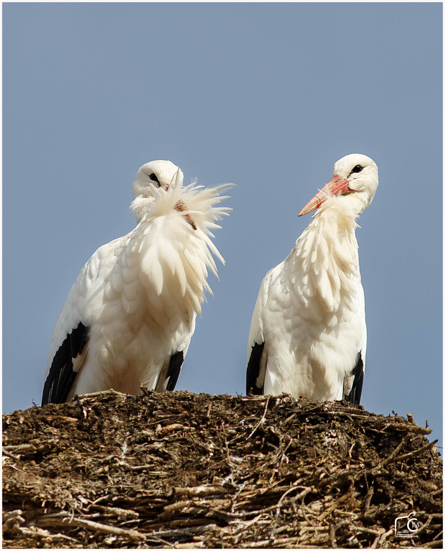 Storchennest