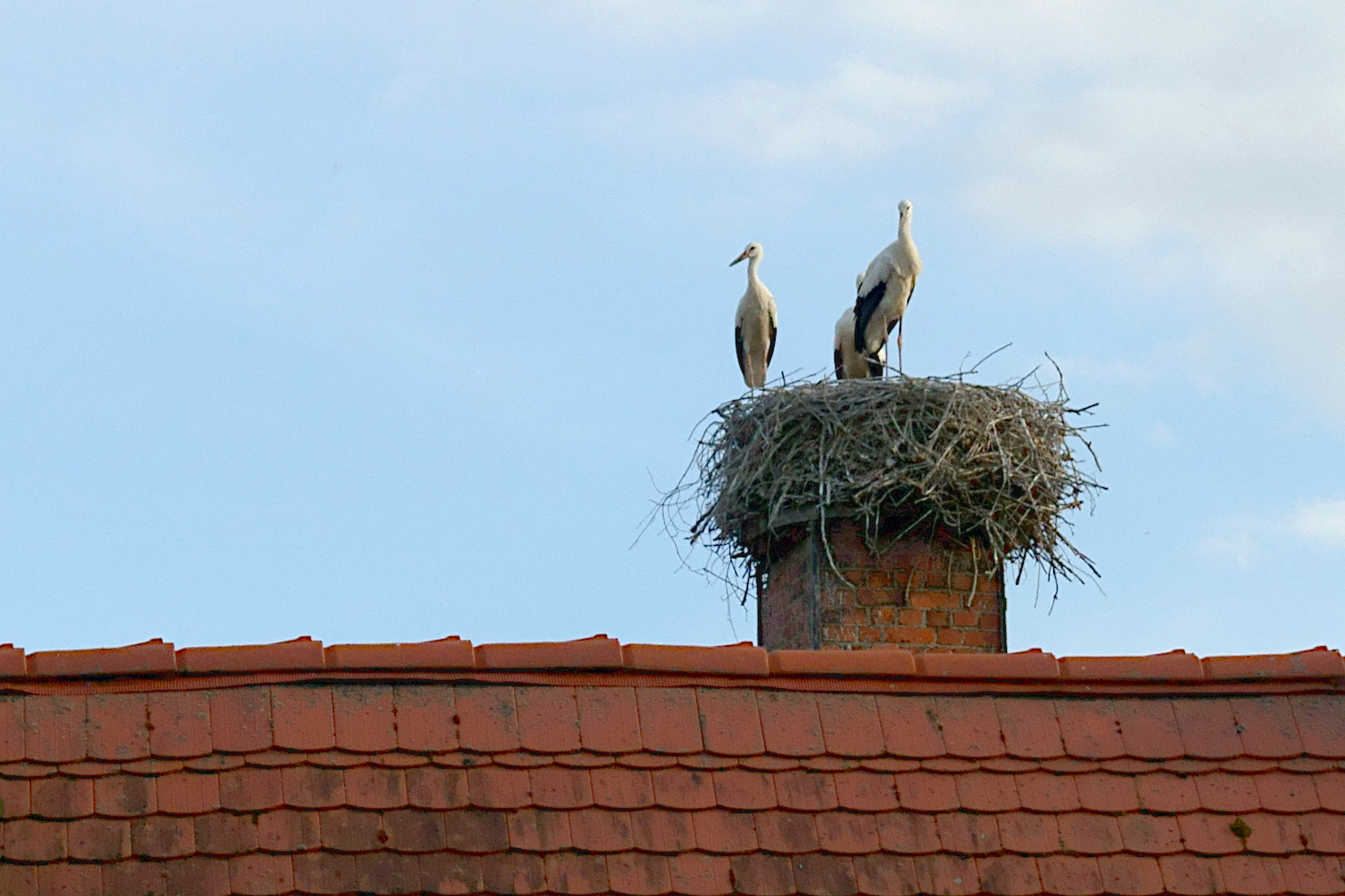 Storchennest