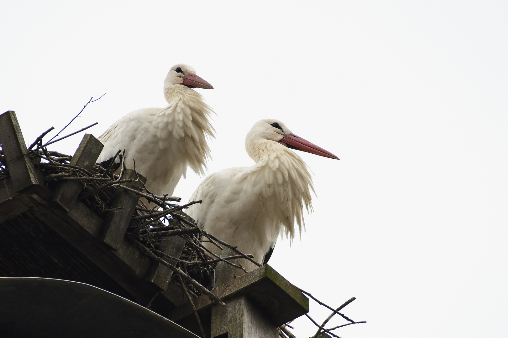 Storchennest