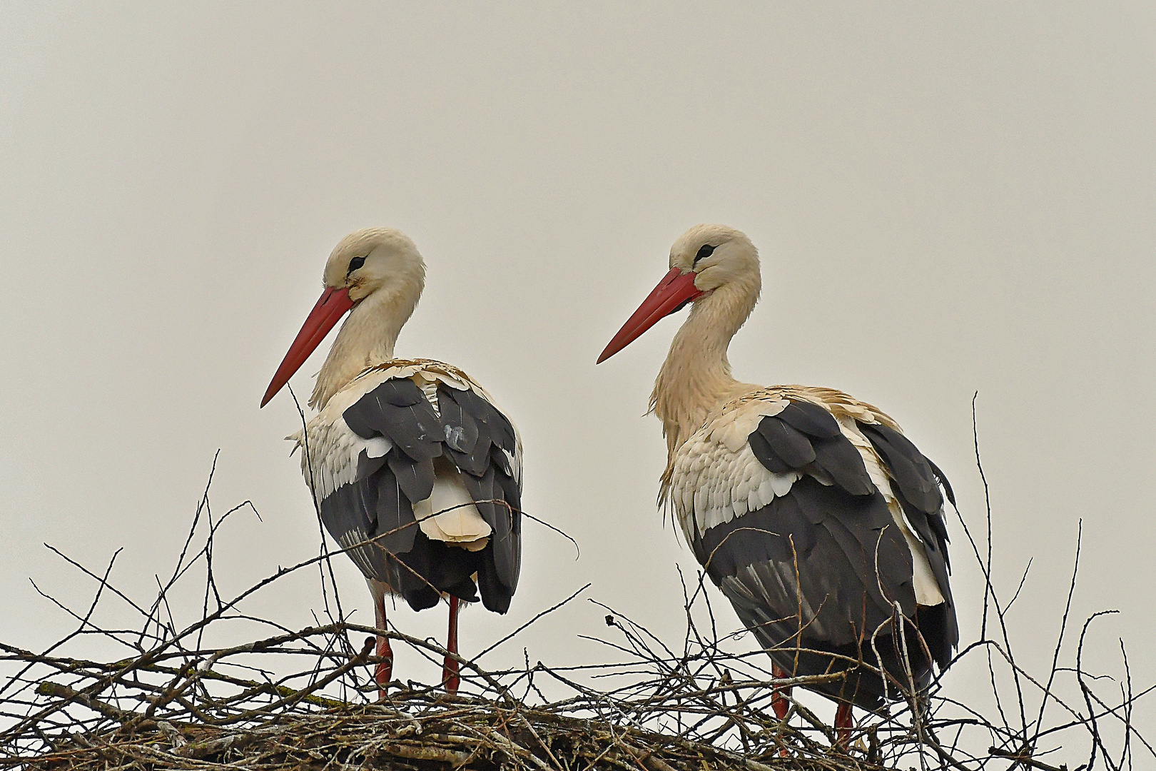 Storchennest