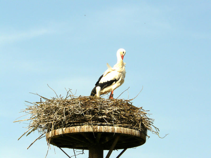 Storchennest