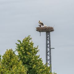 Storchennest Fohrde auch live zu sehen