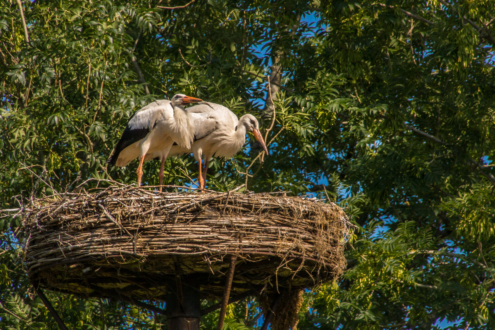 Storchennest - Giethoorn/Niederlande