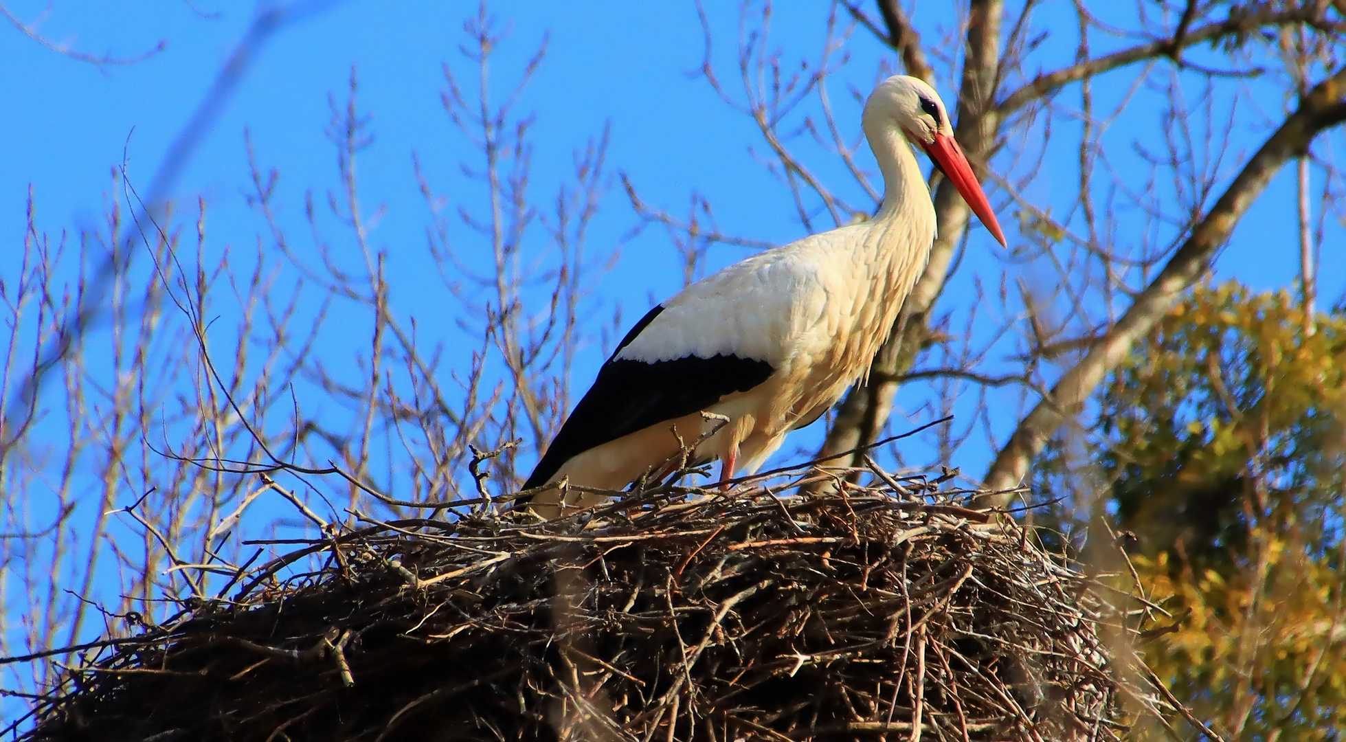 Storchennest (Horst)